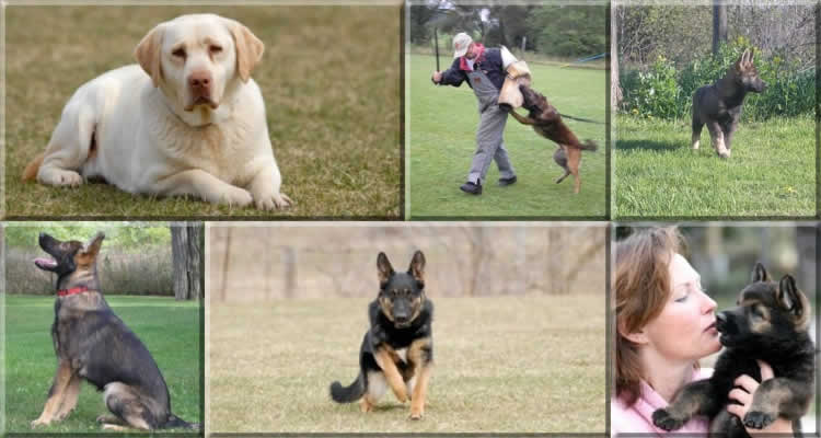 Zorra County K-9 Motivational Dog Training - The pictures show puppy classes, advanced classes, obedience and agility. - The collage illustrates the fun, purpose and responsibility strived for at Zorra County K-9.