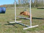 Dog Going Over Jump