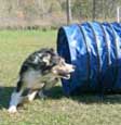 Dog Going Through Tunnel