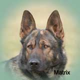 Matrix