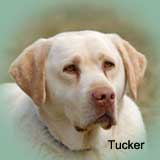 Tucker